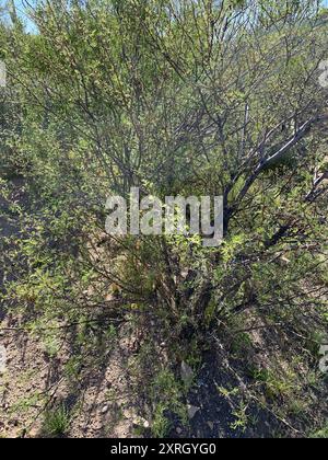 Weißhornakazie (Vachellia constricta) Plantae Stockfoto