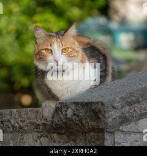 Eine dreifarbige Hauskatze, die auf der Steinmauer sitzt, die den Hof ihres Besitzers umgibt. Stockfoto