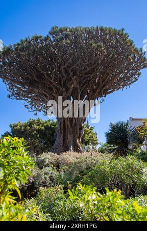 Der Drago Milenario ist ein kanarischer Drachenbaum in Icod de los Vinos auf Teneriffa Stockfoto