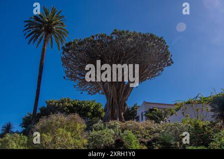 Der Drago Milenario ist ein kanarischer Drachenbaum in Icod de los Vinos auf Teneriffa Stockfoto