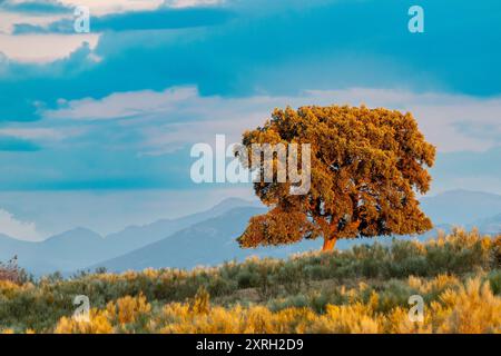 Lonely Holm Oak in Extremadura Spanien Stockfoto