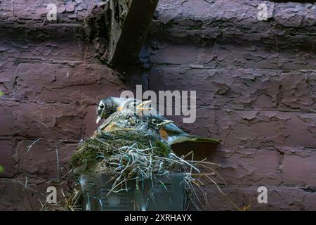 Wild Adult American Robin, Turdus migratorius, mit zwei großen Jungvögeln, die bereit sind, vom Nest im Innenhof in New York City, NY, USA zu fliegen Stockfoto