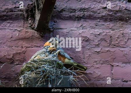 Wild Adult American Robin, Turdus migratorius, mit zwei großen Jungvögeln, die bereit sind, vom Nest im Innenhof in New York City, NY, USA zu fliegen Stockfoto