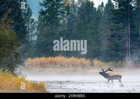 Rocky Mountain Bulle Elk (Cervus canadensis nelsoni) überquert den Schlangenfluss im Grand Teton National Park während der Sturzbrut. Stockfoto