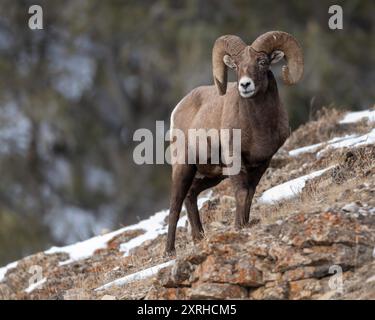 Rocky Mountain Dighorn Sheep (Ovis canadensis) rammen im Winter im Yellowstone-Nationalpark Stockfoto