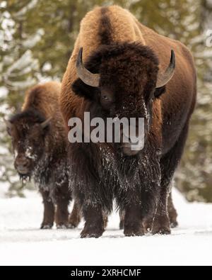 American Bison (Bison Bison), auch amerikanischer Büffel genannt, überlebt den Winter im Yellowstone National Park in Wyoming, Nordamerika Stockfoto