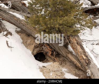 Black Bear den im Winter, Yellowstone, Nationalpark, Wyoming Stockfoto