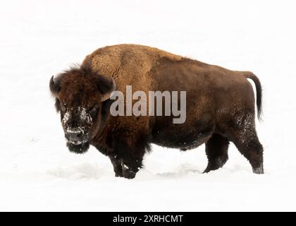 American Bison (Bison Bison), auch amerikanischer Büffel genannt, überlebt den Winter im Yellowstone National Park in Wyoming, Nordamerika Stockfoto