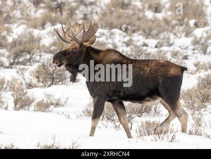 Bull Moose (Alces alces) im Winter, Yellowstone National Park, Wyoming, Nordamerika Stockfoto