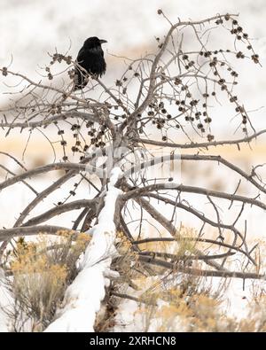 Gemeiner Rabe (Corvus corax), großer, ganz schwarzer Passerinvogel. Sie ist die am weitesten verbreitete aller Korviden, die auf der nördlichen Hemisphäre gefunden werden Stockfoto