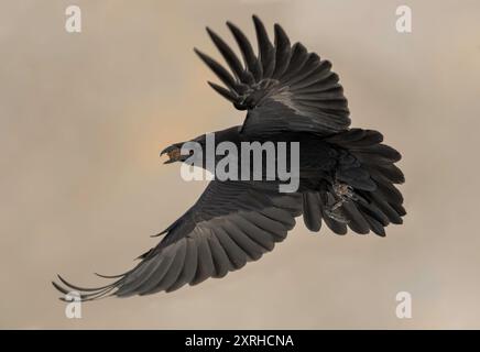 Gemeiner Rabe (Corvus corax), großer, ganz schwarzer Passerinvogel. Sie ist die am weitesten verbreitete aller Korviden, die auf der nördlichen Hemisphäre gefunden werden Stockfoto