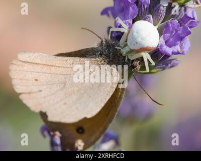 Misumena vatia aka Krabbenspinne hat gerade Schmetterling auf Levanderblume gejagt. Stockfoto