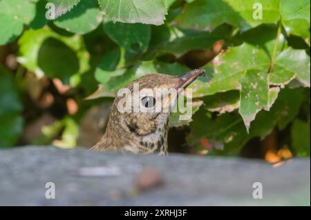 Lieddrossel auch bekannt als Turdus philomelos Baby Bird. Stockfoto