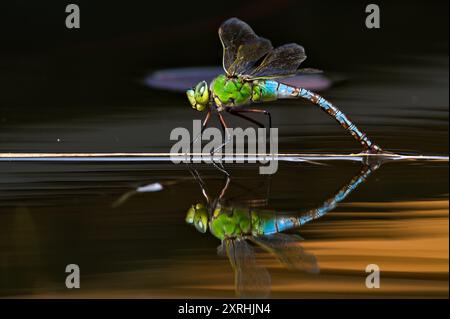 Dragonfly aeshna mixta aka migrantischer Hawker die Libelle legt Eier im Wasser. Schöne Reflexion auf der Wasseroberfläche. Stockfoto