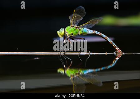 Dragonfly aeshna mixta aka migrantischer Hawker die Libelle legt Eier im Wasser. Schöne Reflexion auf der Wasseroberfläche. Stockfoto