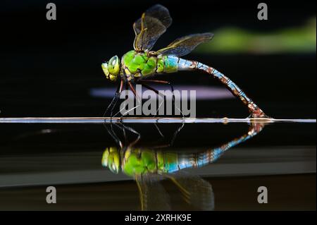 Dragonfly aeshna mixta aka migrantischer Hawker die Libelle legt Eier im Wasser. Schöne Reflexion auf der Wasseroberfläche. Stockfoto