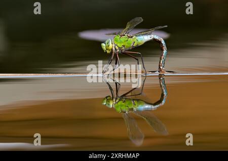 Dragonfly aeshna mixta aka migrantischer Hawker die Libelle legt Eier im Wasser. Schöne Reflexion auf der Wasseroberfläche. Das beste Foto. Stockfoto