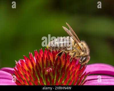 Nahaufnahme einer Biene, die Echinacea-Blüten bestäubt Stockfoto