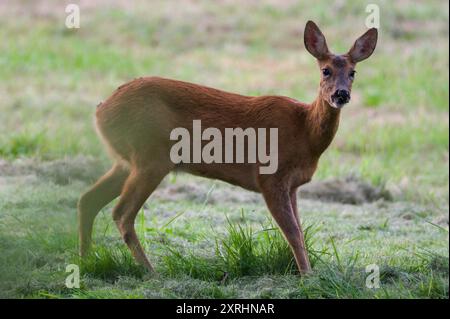 Capreolus capreolus europäisches Reh Weibchen auf einem Feld. Stockfoto