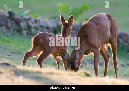 Mutter und kleines Baby von Capreolus capreolus alias Europäisches Reh auf dem Feld. Tschechische republik Natur. Stockfoto