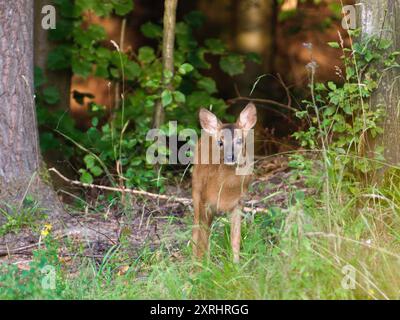 Kleines Baby von Capreolus capreolus, alias Europäisches Reh auf dem Feld. Tschechische republik Natur. Stockfoto