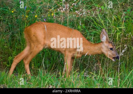 Capreolus capreolus europäisches Reh Weibchen auf einem Feld. Öffnen Sie den Mund. Stockfoto