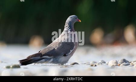 Der gewöhnliche Vogel Columba palumbus, auch bekannt als Common Wood Pigeon, trinkt Wasser aus dem See. Neusiedler See in Österreich. Podersdorf. Stockfoto