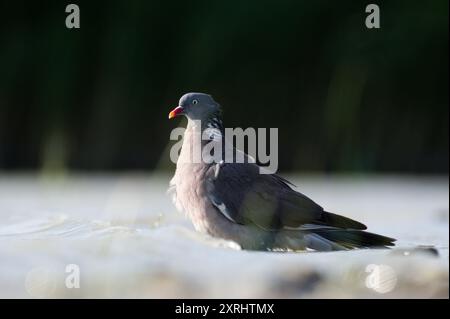 Der gewöhnliche Vogel Columba palumbus, auch bekannt als Common Wood Pigeon, trinkt Wasser aus dem See. Neusiedler See in Österreich. Podersdorf. Stockfoto