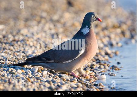 Der gewöhnliche Vogel Columba palumbus, auch bekannt als Common Wood Pigeon, trinkt Wasser aus dem See. Neusiedler See in Österreich. Podersdorf. Stockfoto