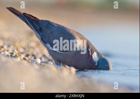 Der gewöhnliche Vogel Columba palumbus, auch bekannt als Common Wood Pigeon, trinkt Wasser aus dem See. Neusiedler See in Österreich. Podersdorf. Stockfoto