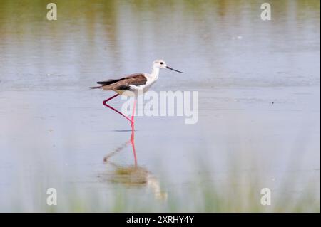 Himantopus himantopus alias Schwarzflügelpfahl und Reflexion auf der Wasseroberfläche. Lustiger Watvogel mit langen roten Beinen. Neusiedler See, Österreich. Stockfoto