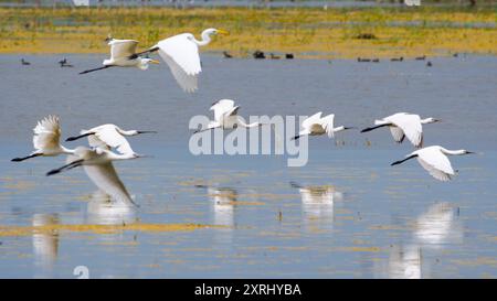 Löffelschnabel und Reiher scharen sich im Flug. Watvögel fliegen über den Zicksee in Österreich. Stockfoto