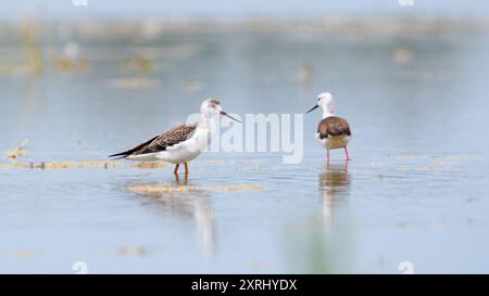 Himantopus himantopus alias Schwarzflügelpfahl läuft im Sumpf. Watvogel mit langen roten Beinen. Zicksee, Österreich. Stockfoto