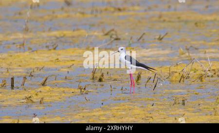 Himantopus himantopus alias Schwarzflügelpfahl läuft im Sumpf. Lustiger Watvogel mit langen roten Beinen. Zicksee, Österreich. Stockfoto