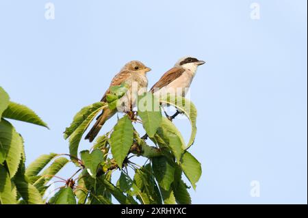 Lanius collurio alias Red-back Shrike Erwachsene männlich und Baby. Stockfoto