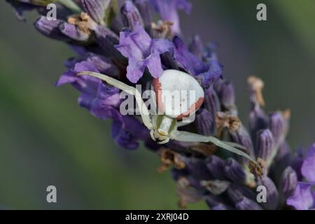 Misumena vatia aka Krabbenspinne jagt Insekten auf Levanderblumen. Bedrohliche Pose. Stockfoto