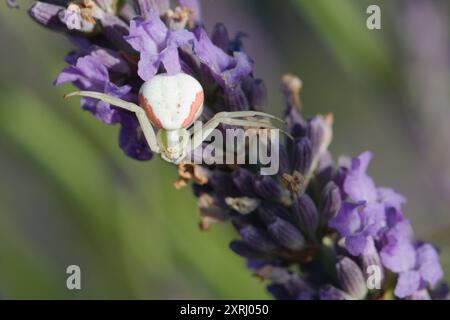 Misumena vatia aka Krabbenspinne jagt Insekten auf Levanderblumen. Bedrohliche Pose. Stockfoto