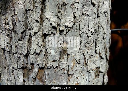 Nahaufnahme einer rauen, strukturierten Rinde auf einem Reifen Baum, der von Sonnenlicht beleuchtet wird. Stockfoto