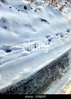 Hundeschlitten führen durch Neuschnee entlang einer Straße in einer Winterlandschaft. Stockfoto