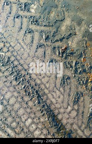 Reifenspuren im feuchten Schlamm zeigen Muster von Geländefahrzeugen in einer ländlichen Gegend. Stockfoto