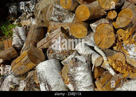 Aus nächster Nähe sehen Sie Birken- und Kiefernholzbäume, die sich im Freien stapeln und ihre natürliche Struktur hervorheben. Stockfoto