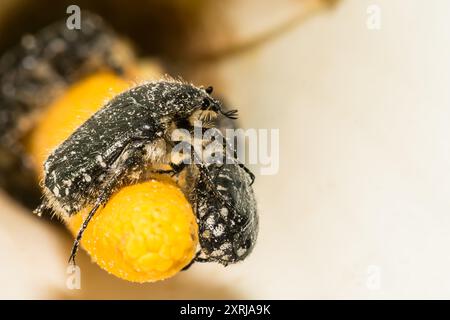 Mediterraner gefleckter Chafer - Oxythyrea funesta Stockfoto