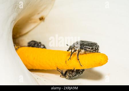 Mediterraner gefleckter Chafer - Oxythyrea funesta Stockfoto