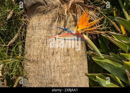 Paradiesvogel - Strelitzia reginae Stockfoto