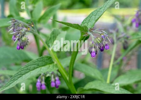 Issaquah, Washington, USA. Gewöhnlicher blühender Strauch, auch bekannt als Boneset, Knitbone, Quaker Comfrey und Slippery-Root Stockfoto