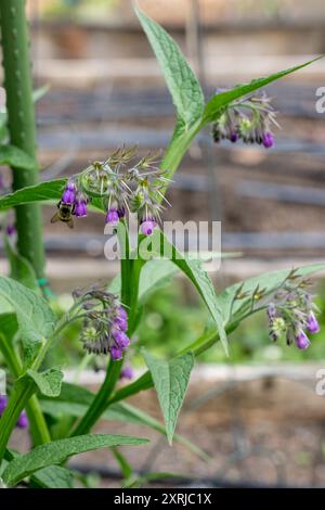 Issaquah, Washington, USA. Gewöhnlicher blühender Strauch, auch bekannt als Boneset, Knitbone, Quaker Comfrey und Slippery-Root Stockfoto