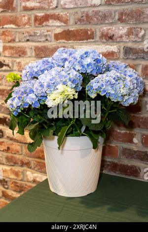 Issaquah, Washington, USA. Blumenstrauß aus blauen Hortensie, der auf einem Tisch vor einer roten Ziegelwand sitzt. Stockfoto