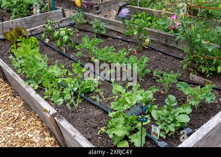 Issaquah, Washington. Frühlingsgartenbett mit Gemüsebeginn, einschließlich Radieschen, Knabbererbsen, Grünkohl, Paprika und Tomaten. Stockfoto