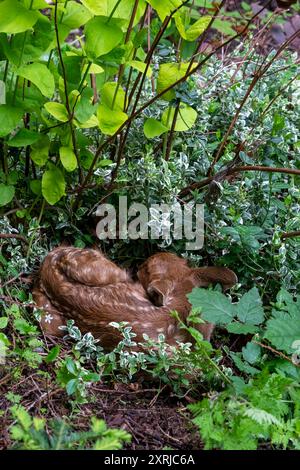 Issaquah, Washington, USA. Schwarzschwanzhirsch-Rehkitz, zusammengerollt im Unterholz eines Waldes. Stockfoto