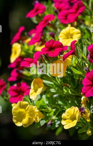 Issaquah, Washington, USA. Hängende Pflanzgefäße von Calibrachoa, krautige Pflanzen mit Holzachse, die jährlich oder mehrjährig wachsen. Stockfoto